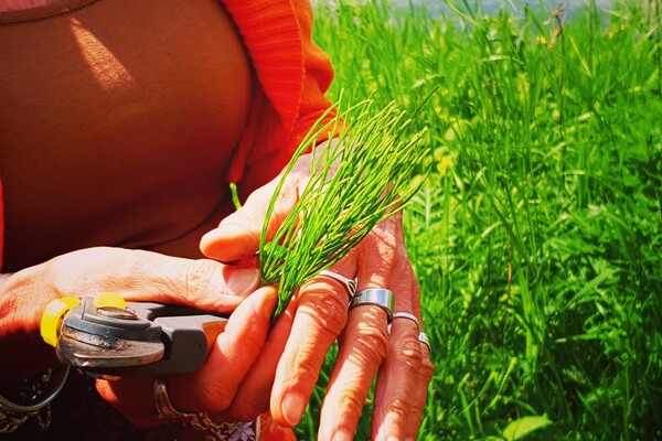 Nieuws: Onkruid bestaat niet!